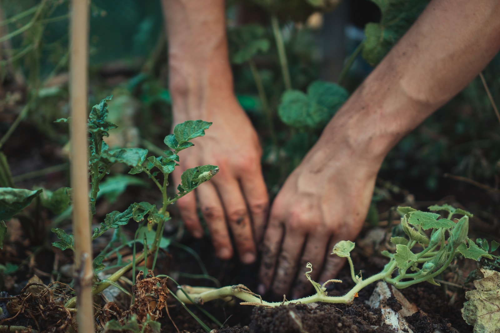 Nachhaltige Garten Landschaftsgestaltung - Tipps für umweltbewusstes Gärtnern