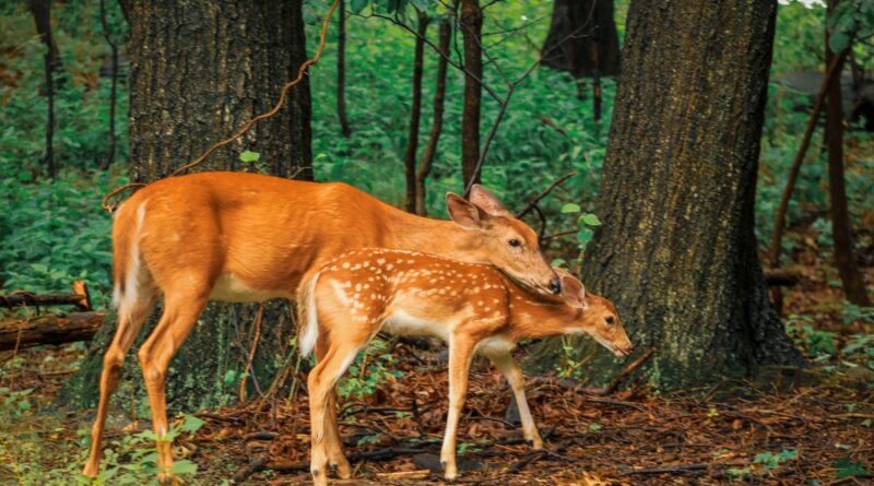 Schutz von Wildtieren in deutschen Nationalparks