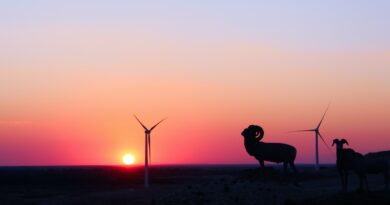 Auswirkungen von Windkraftanlagen auf Wildtiere: Ein umfassender Überblick