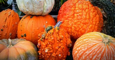 Saisonal Kochen: Ideen für Gerichte mit Gemüse und Obst aus der aktuellen Jahreszeit